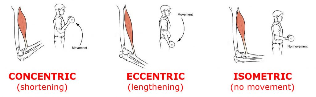 Eccentric Concentric and Isometric Biomechanical Motions