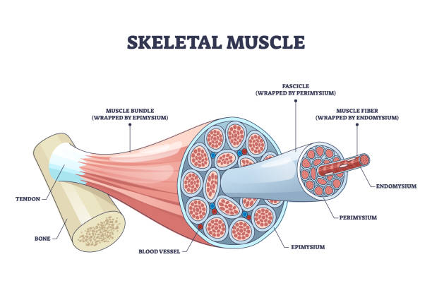 SLU-PP-332 Skeletal muscle | Shaanxi BLOOM Tech Co., Ltd SLU-PP-332 Skeletal muscle | Shaanxi BLOOM Tech Co., Ltd