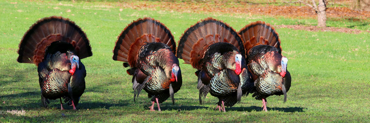 Owego Rotary Turkey Trot 5K