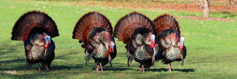 Owego Rotary Turkey Trot 5K